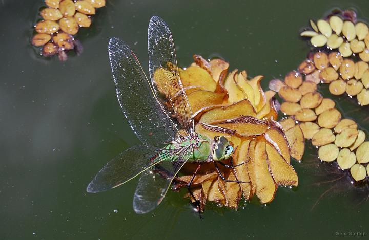 DSC_3527.JPG