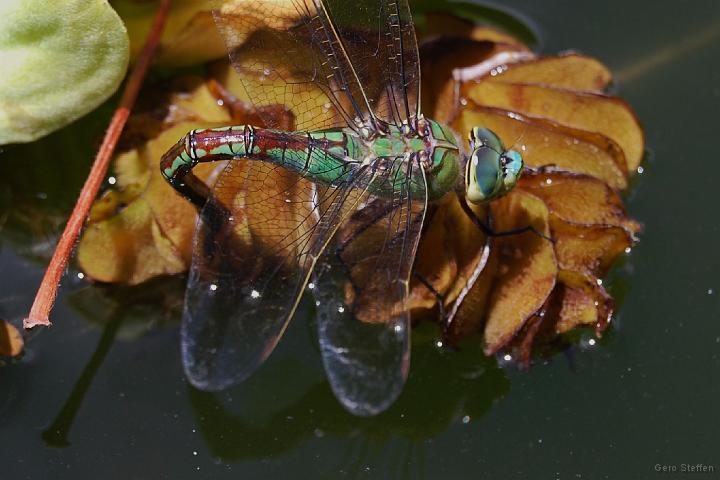 DSC_3529.JPG