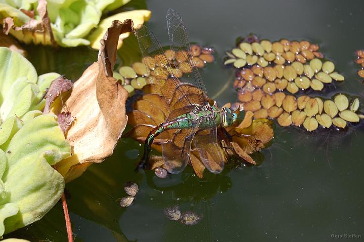DSC_3532.JPG