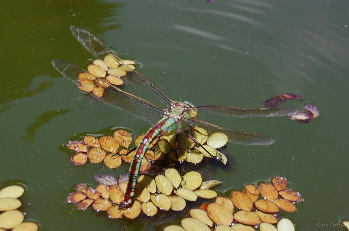 DSC_3560.JPG