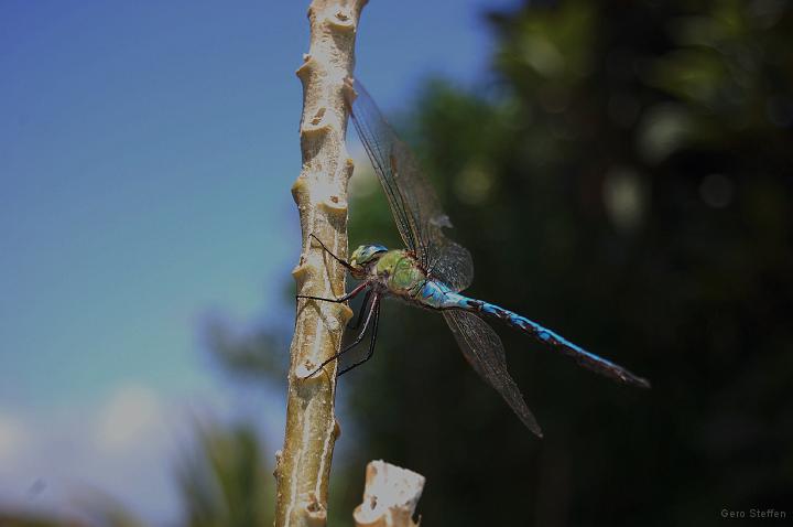 DSC_3585.JPG