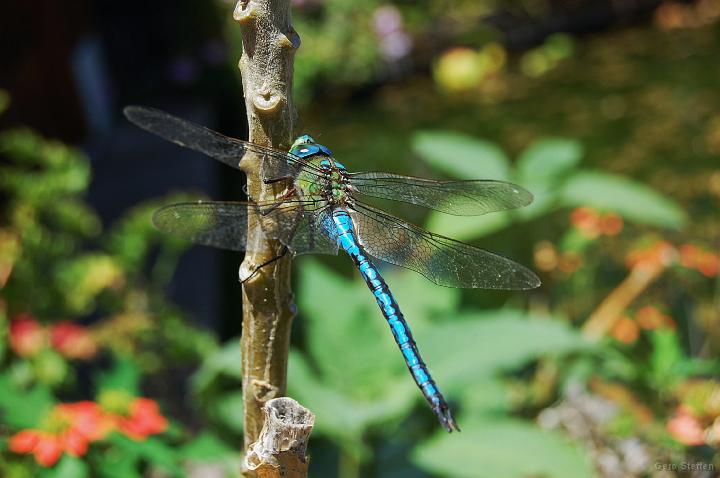 DSC_3599.JPG