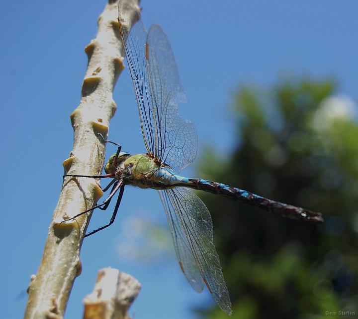 DSC_3603.JPG