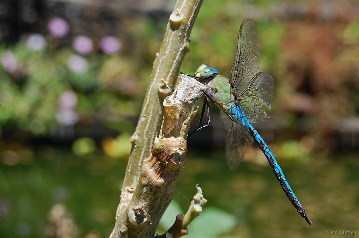 DSC_3626.JPG