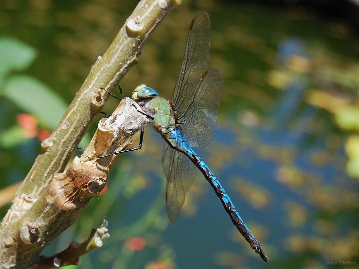 DSC_3633.JPG