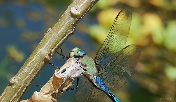 DSC_3636.JPG