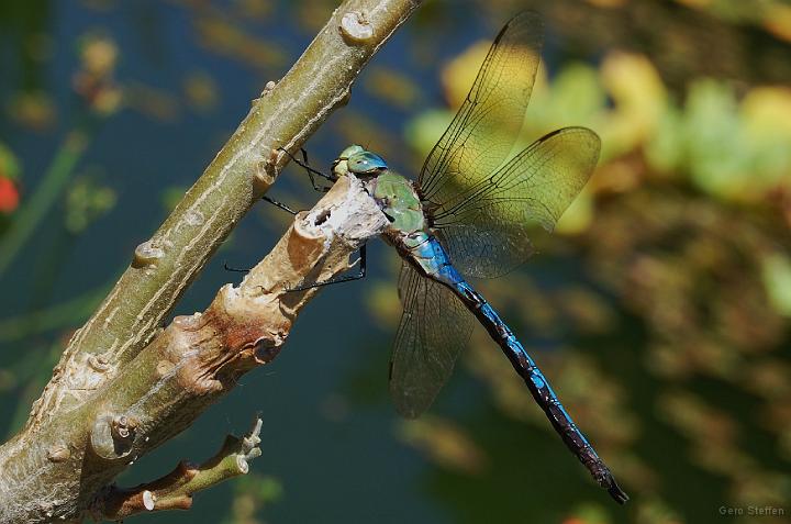 DSC_3637.JPG