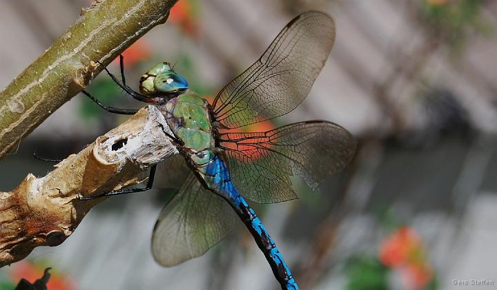 DSC_3640.JPG