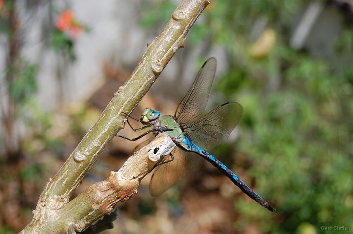 DSC_3661.JPG