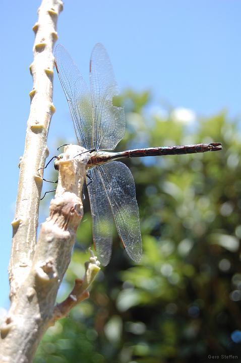 DSC_3663.JPG