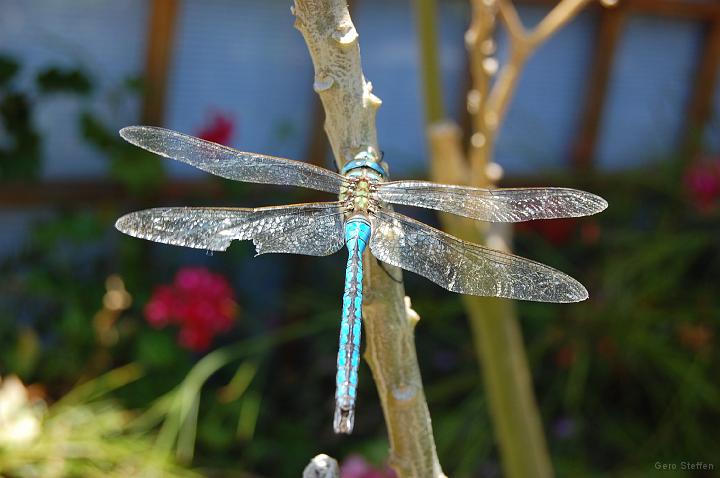 DSC_3677.JPG